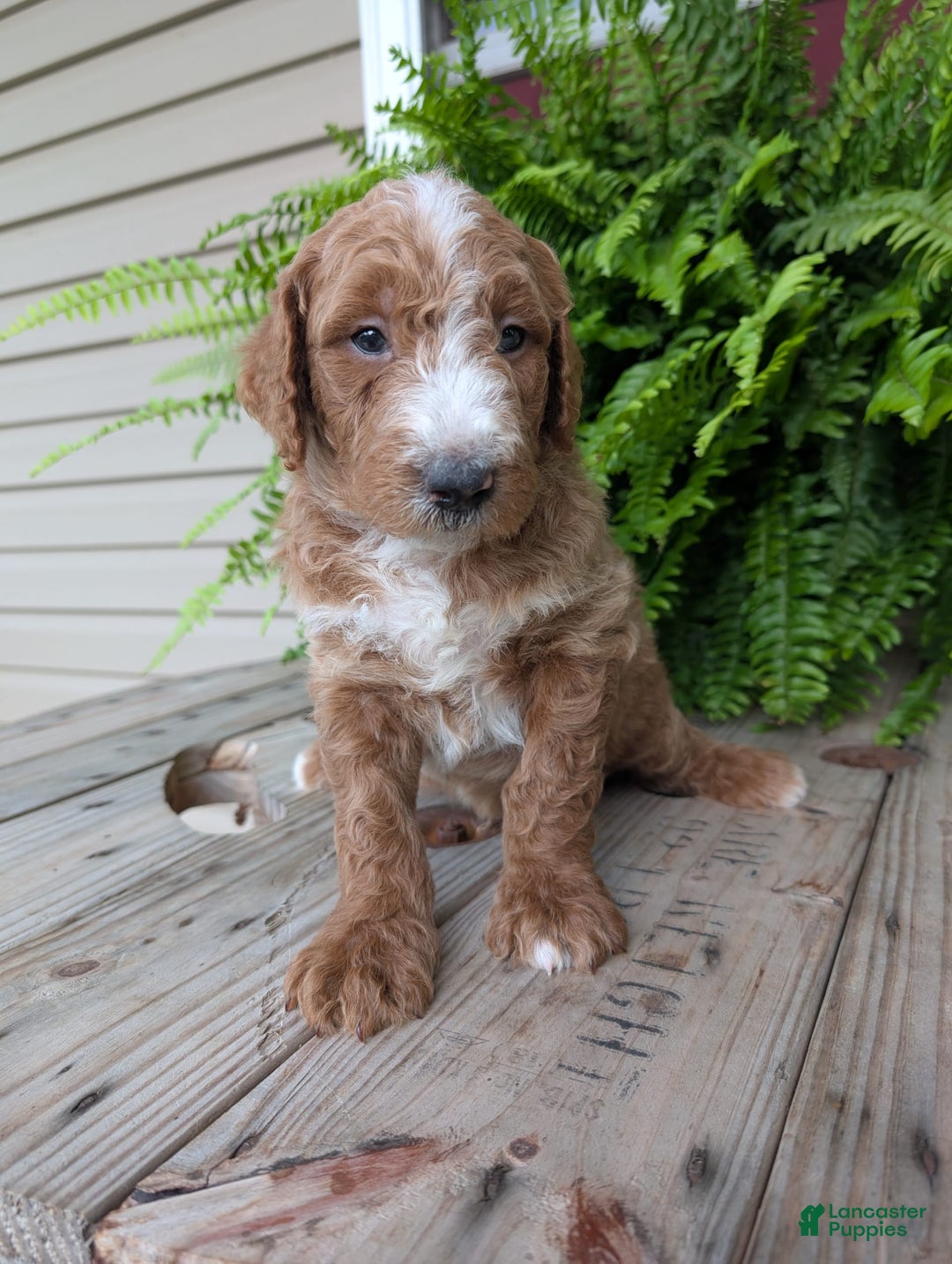 Goldendoodle dogs for sale: Blake - Image 19
