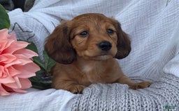 Miniature Dachshund dogs for sale: Buster - Image 15