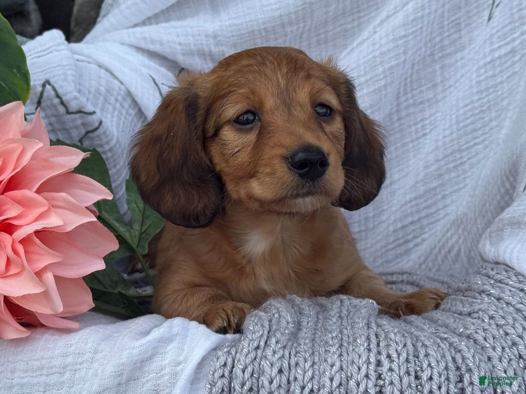 Miniature Dachshund dogs for sale: Buster - Image 15