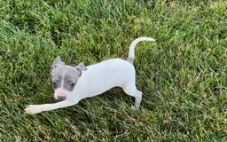 Italian Greyhound dogs for sale: Reggie - Image 1