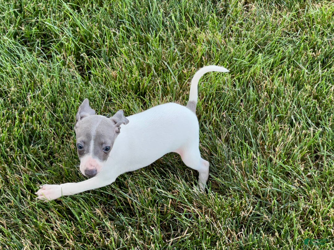 Italian Greyhound dogs for sale: Reggie - Image 1