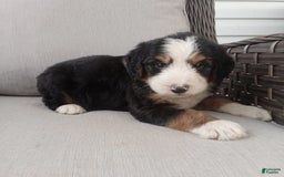 Bernedoodle dogs for sale: Ashton - Image 6