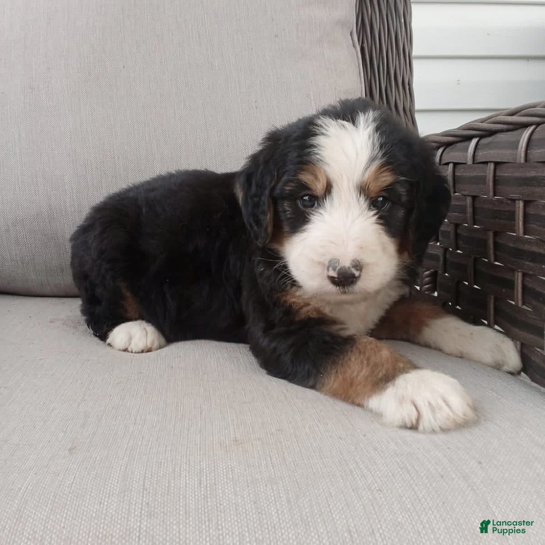 Bernedoodle dogs for sale: Ashton - Image 6