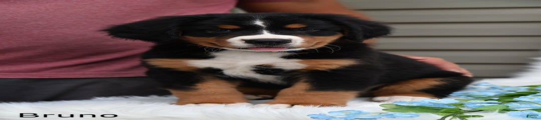 Bruno