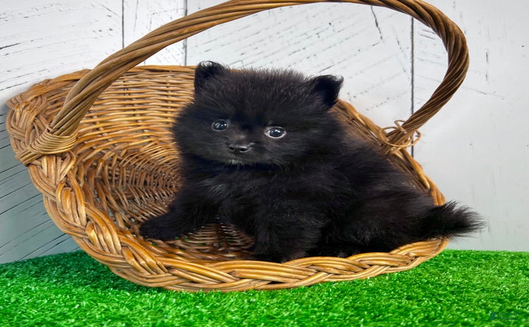 Pomeranian dogs - Advert 21
