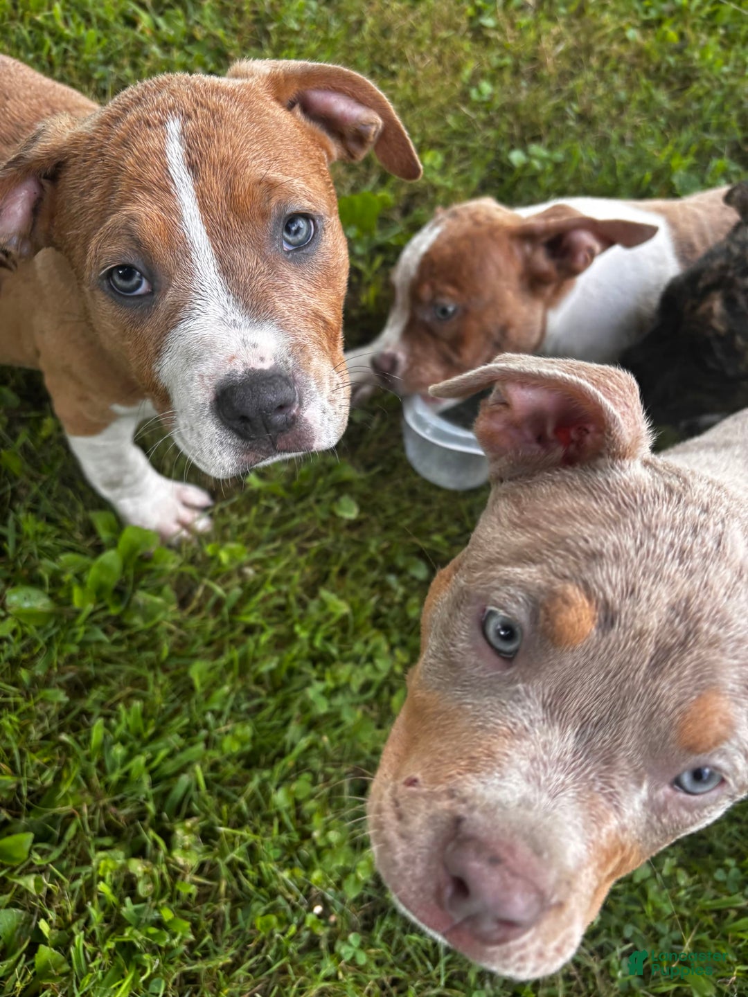 American Pit Bull Terrier dogs for sale: Auto - Image 3