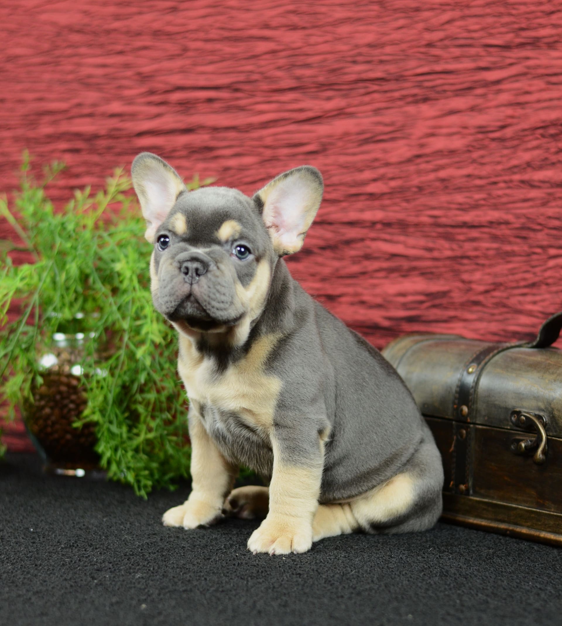French Bulldog dogs for sale: Trooper - Image 5
