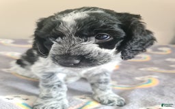 Afghan Hound dogs for sale: Afghan Hound Puppy 1 - Image 2