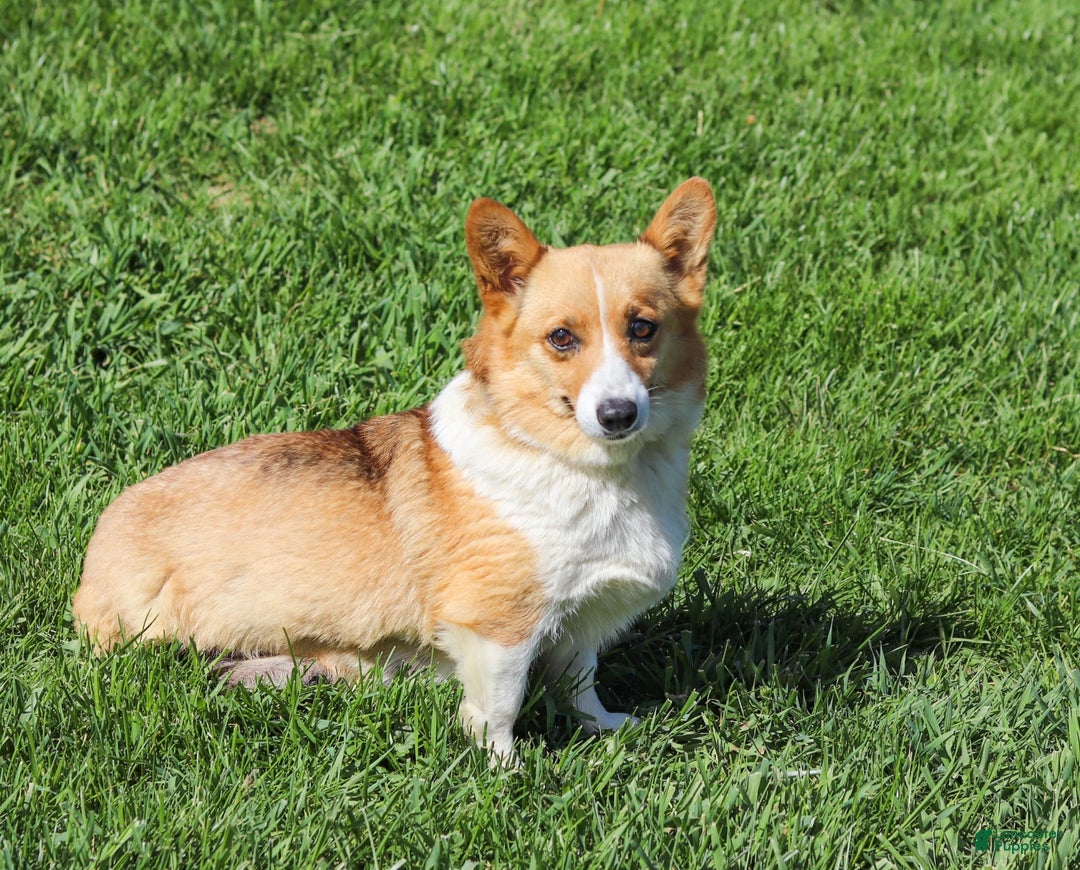 Welsh Corgi Pembroke dogs for sale: Daisy - Image 21