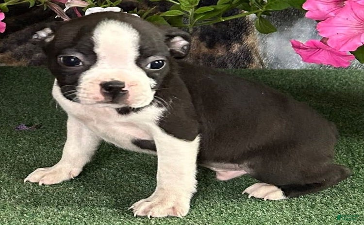 Boston Terrier dogs for sale - Ad 5