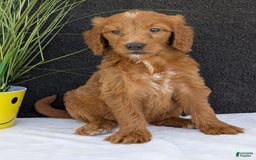 Goldendoodle dogs for sale: Kailey - Image 14