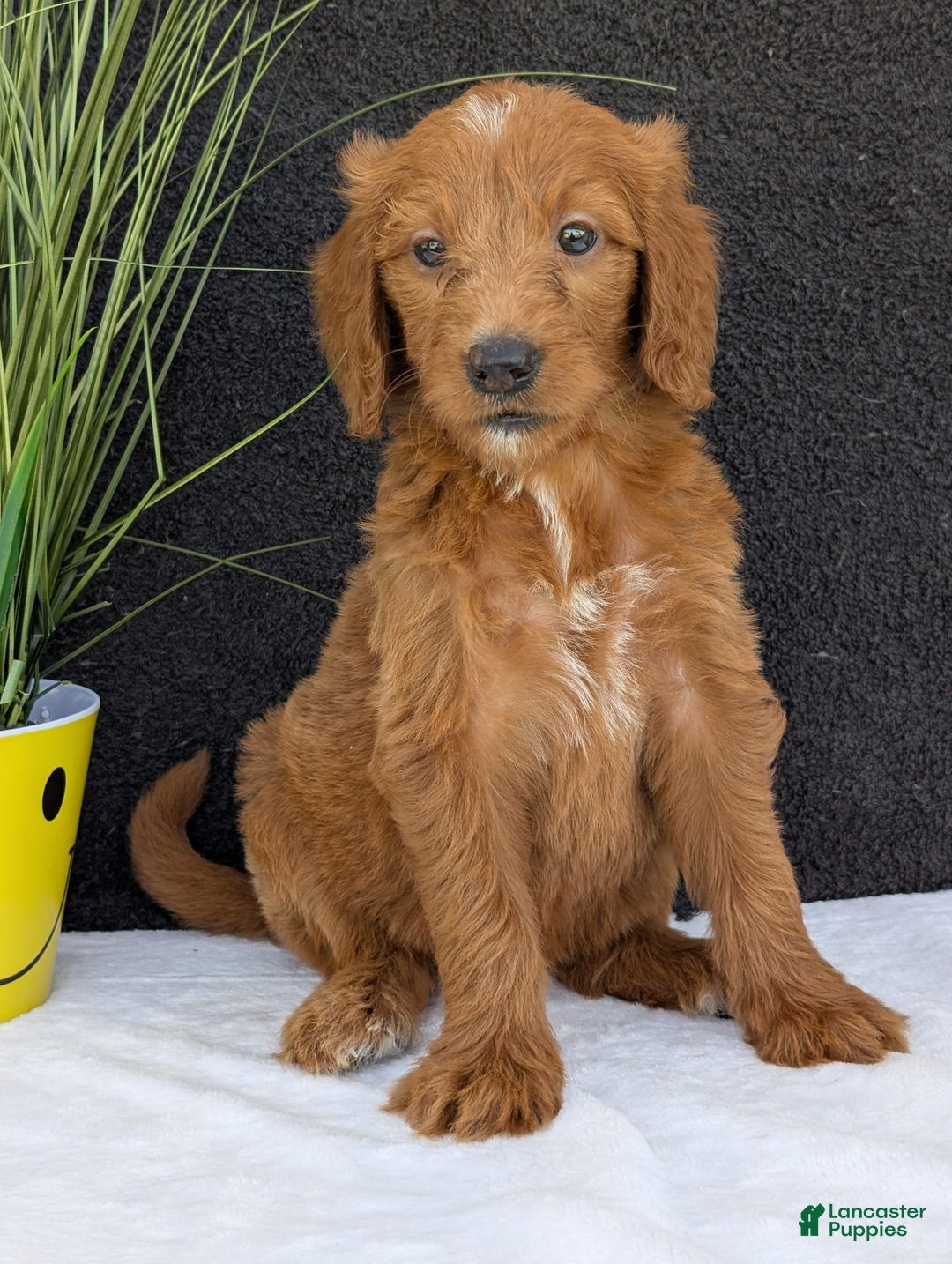 Goldendoodle dogs for sale: Kailey - Image 14