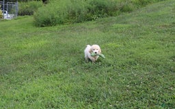 Golden Retriever dogs for sale: Eight Oclock - Image 15