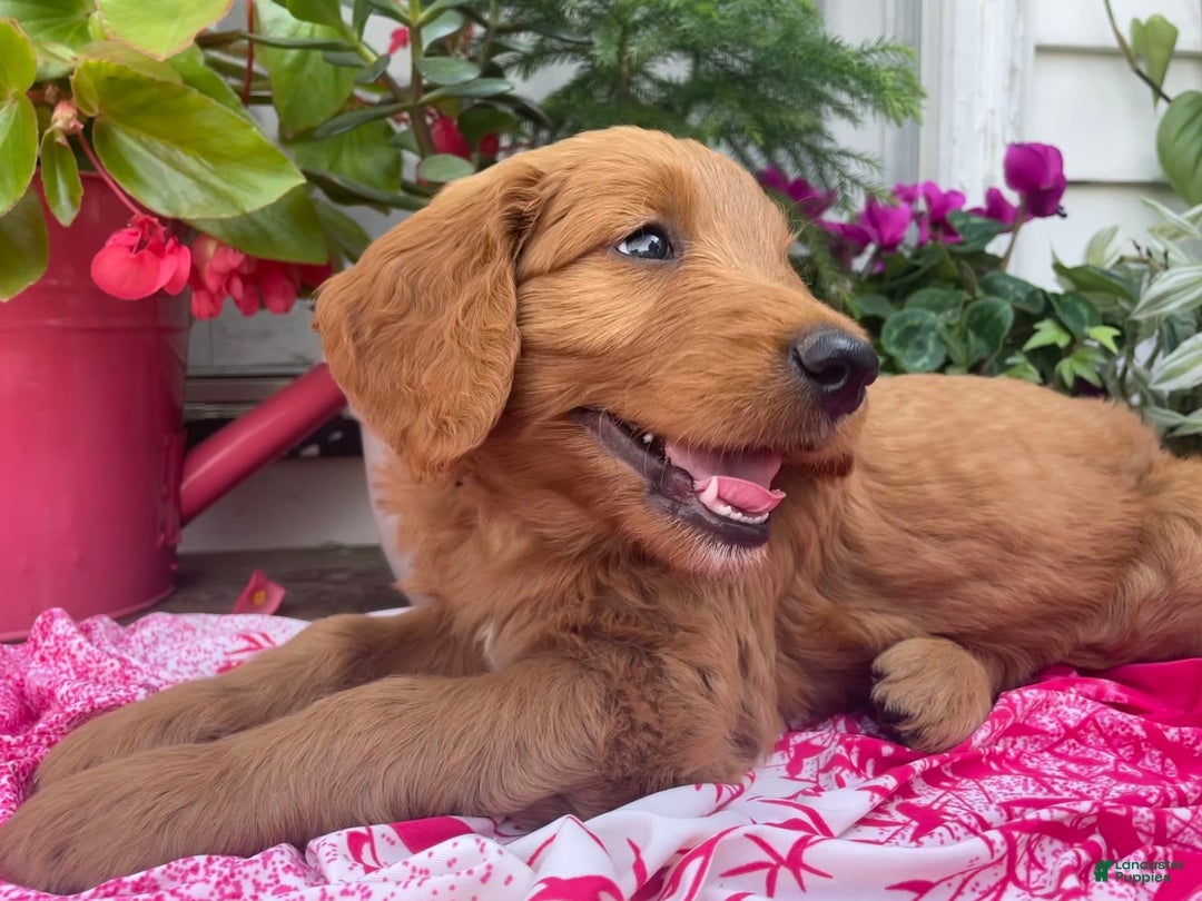 Goldendoodle dogs for sale: Coolidge - Image 11