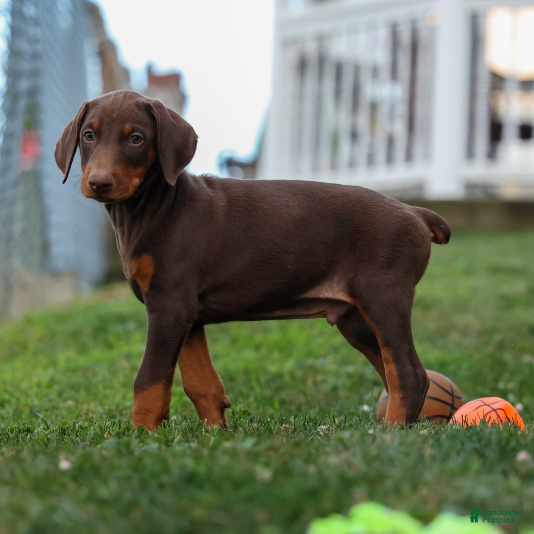 Doberman Pinscher dogs for sale: Diesel - Image 7