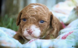 Miniature Poodle dogs for sale: Miniature Poodle 4 puppies - Image 19
