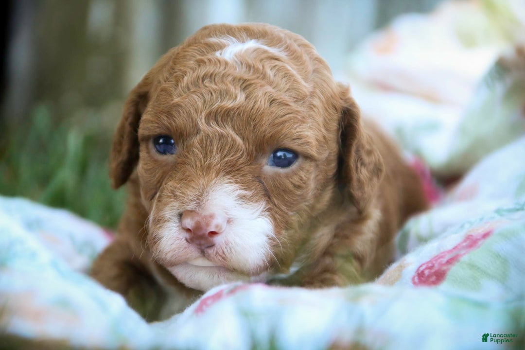 Miniature Poodle dogs for sale: Miniature Poodle 4 puppies - Image 19