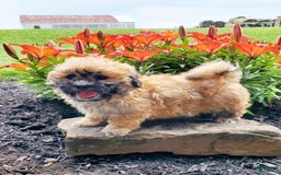 Teddy Bear dogs for sale: Danny - Image 2