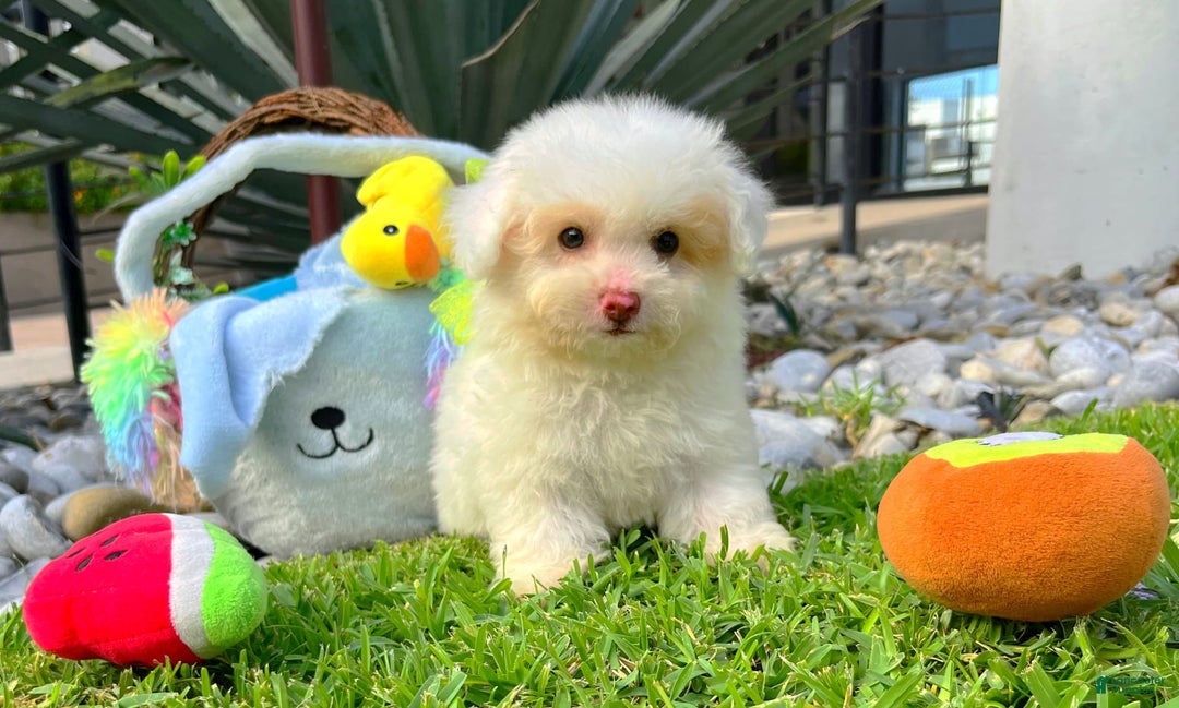 Toy Poodle dogs for sale: Ranger - Image 3