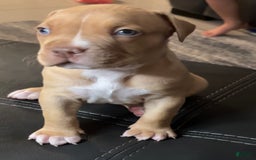 American Bully dogs for sale: Rubbel - Image 2