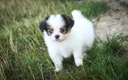 Papillon dogs for sale: Lavender - Image 4
