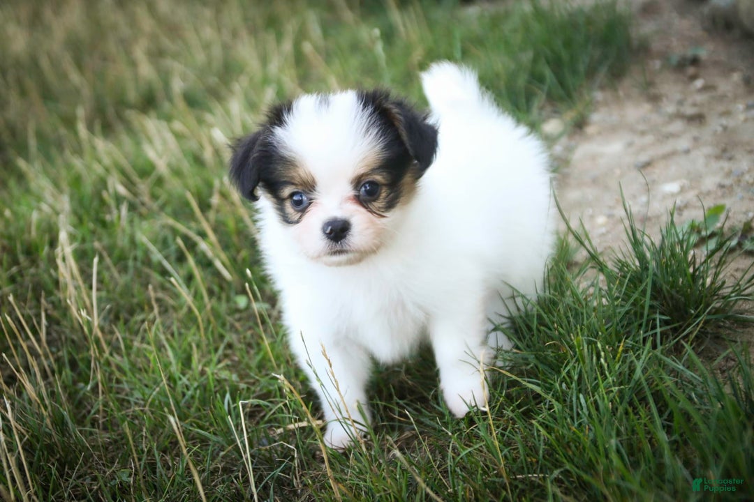Papillon dogs for sale: Lavender - Image 4