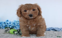 Mini Goldendoodle dogs for sale: Royal - Image 1