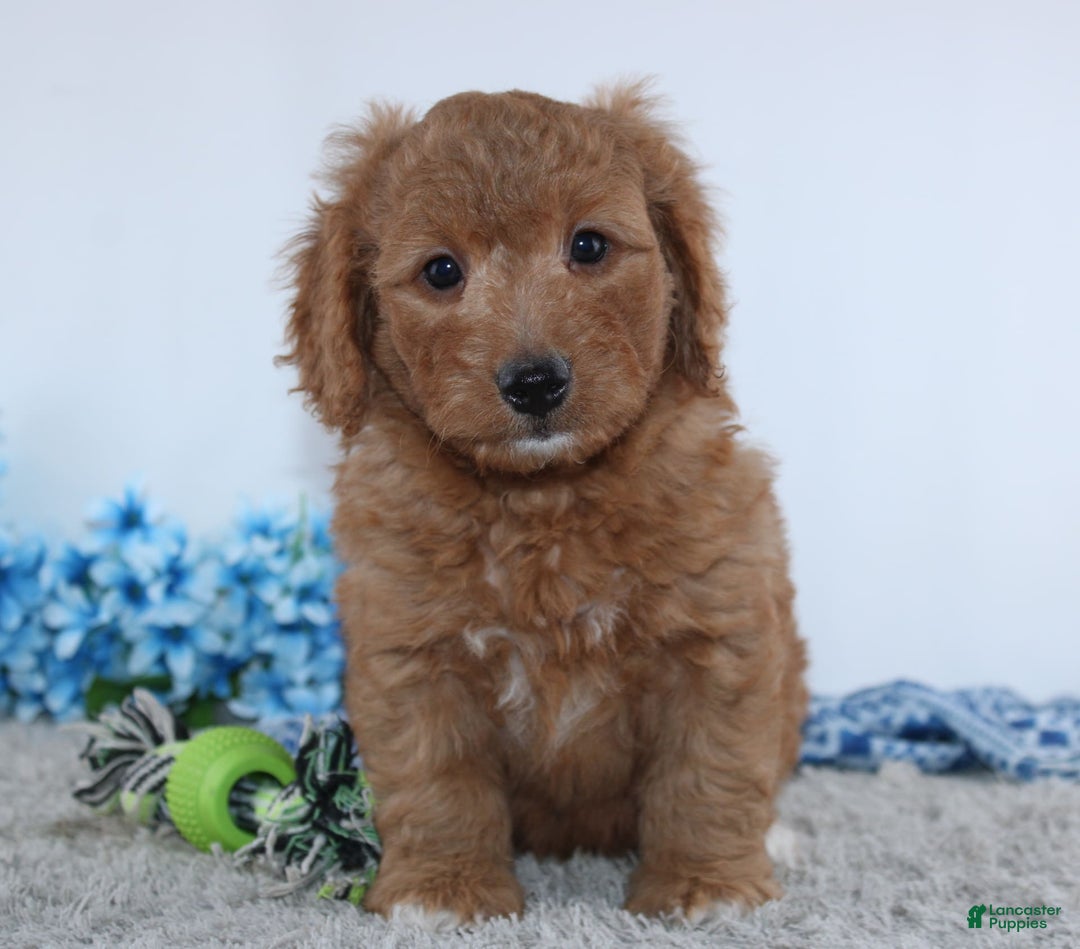 Mini Goldendoodle dogs for sale: Royal - Image 1
