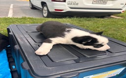 Siberian Husky dogs for sale: Change - Image 1