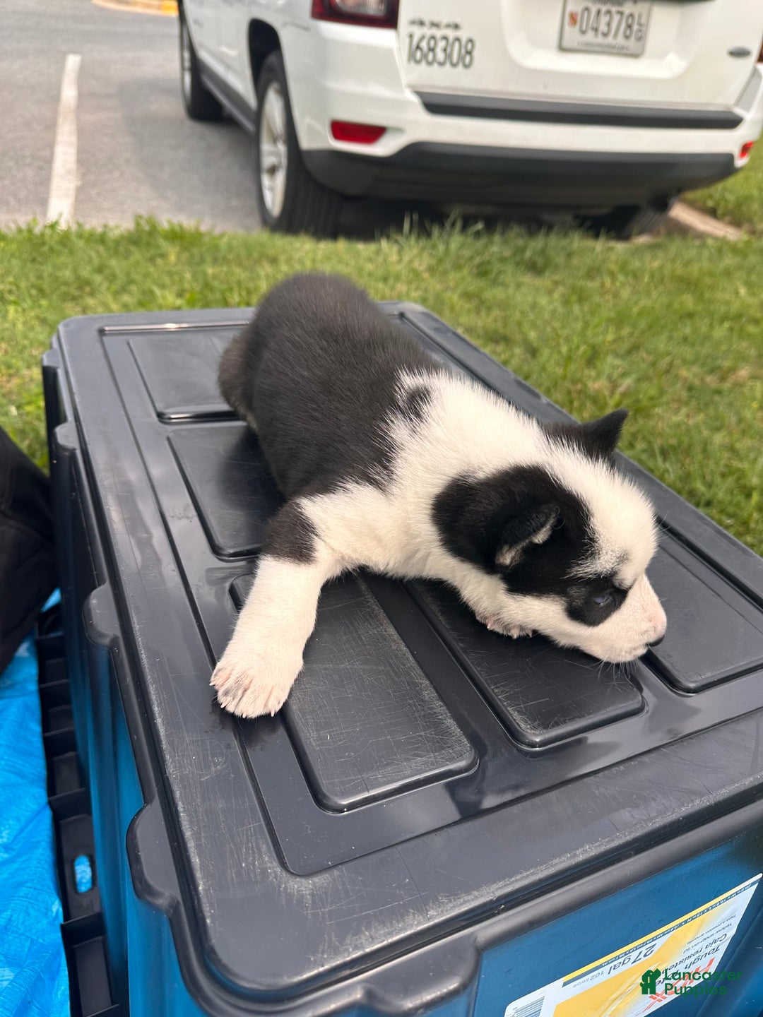 Siberian Husky dogs for sale: Change - Image 1