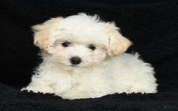Maltipoo dogs for sale: Cody - Image 1