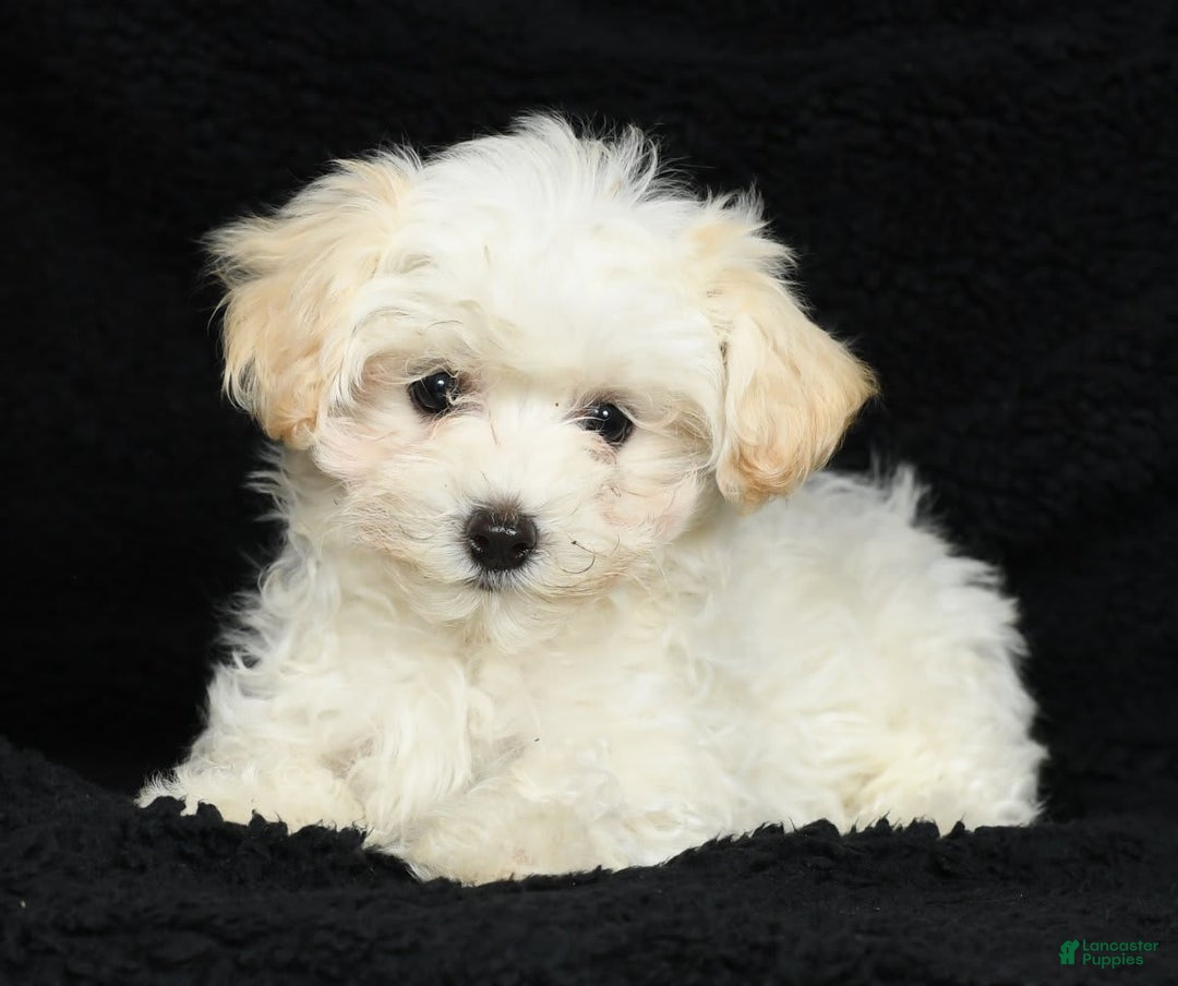 Maltipoo dogs for sale: Cody - Image 1