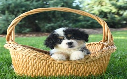 Mini Bernedoodle dogs for sale: Poppy - Image 3