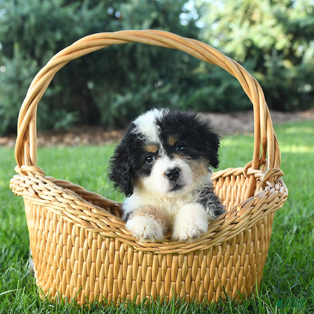 Mini Bernedoodle dogs for sale: Poppy - Image 3