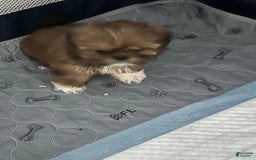 Shih Tzu dogs for sale: Not Name Yet - Image 1