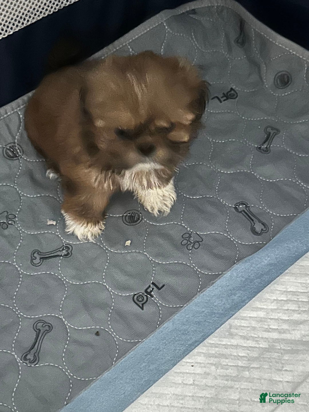 Shih Tzu dogs for sale: Not Name Yet - Image 1