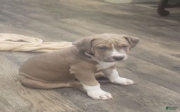 American Bully dogs for sale: Socks - Image 71