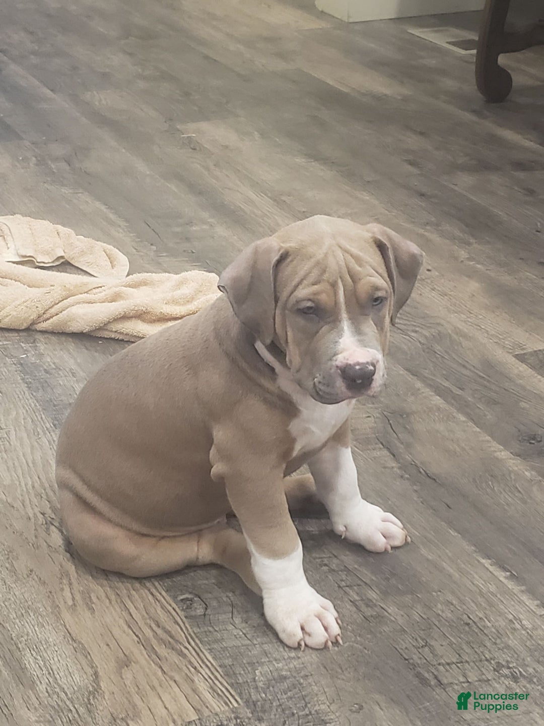 American Bully dogs for sale: Socks - Image 71