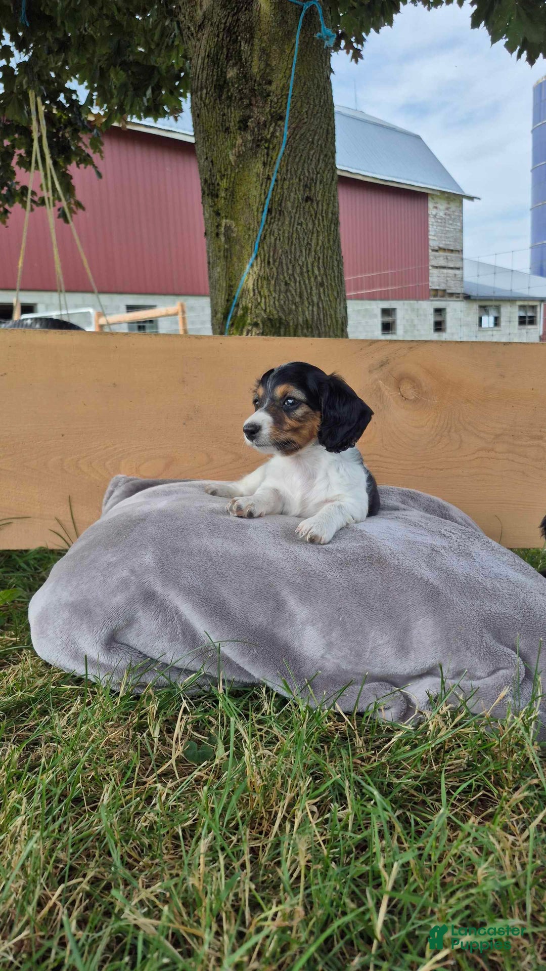 Dachshund dogs for sale: Blaire - Image 1