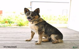 Beagle dogs for sale: Lynx - Image 4