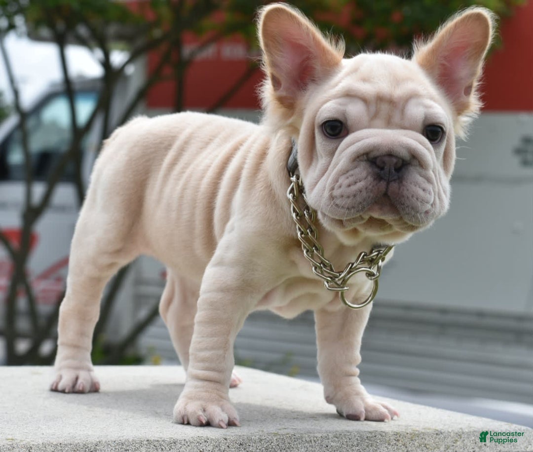 French Bulldog dogs for sale: Rayna Big Rope Velvet Fluffy - Image 50