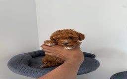 Toy Poodle dogs for sale: Bella - Image 2