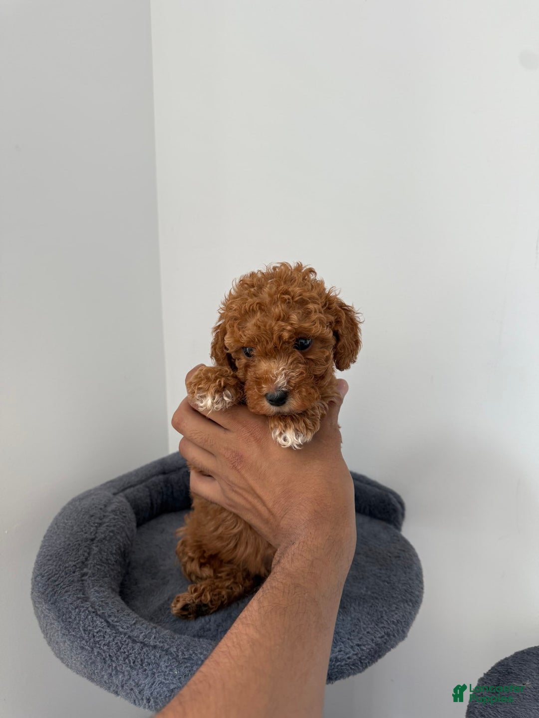Toy Poodle dogs for sale: Bella - Image 2