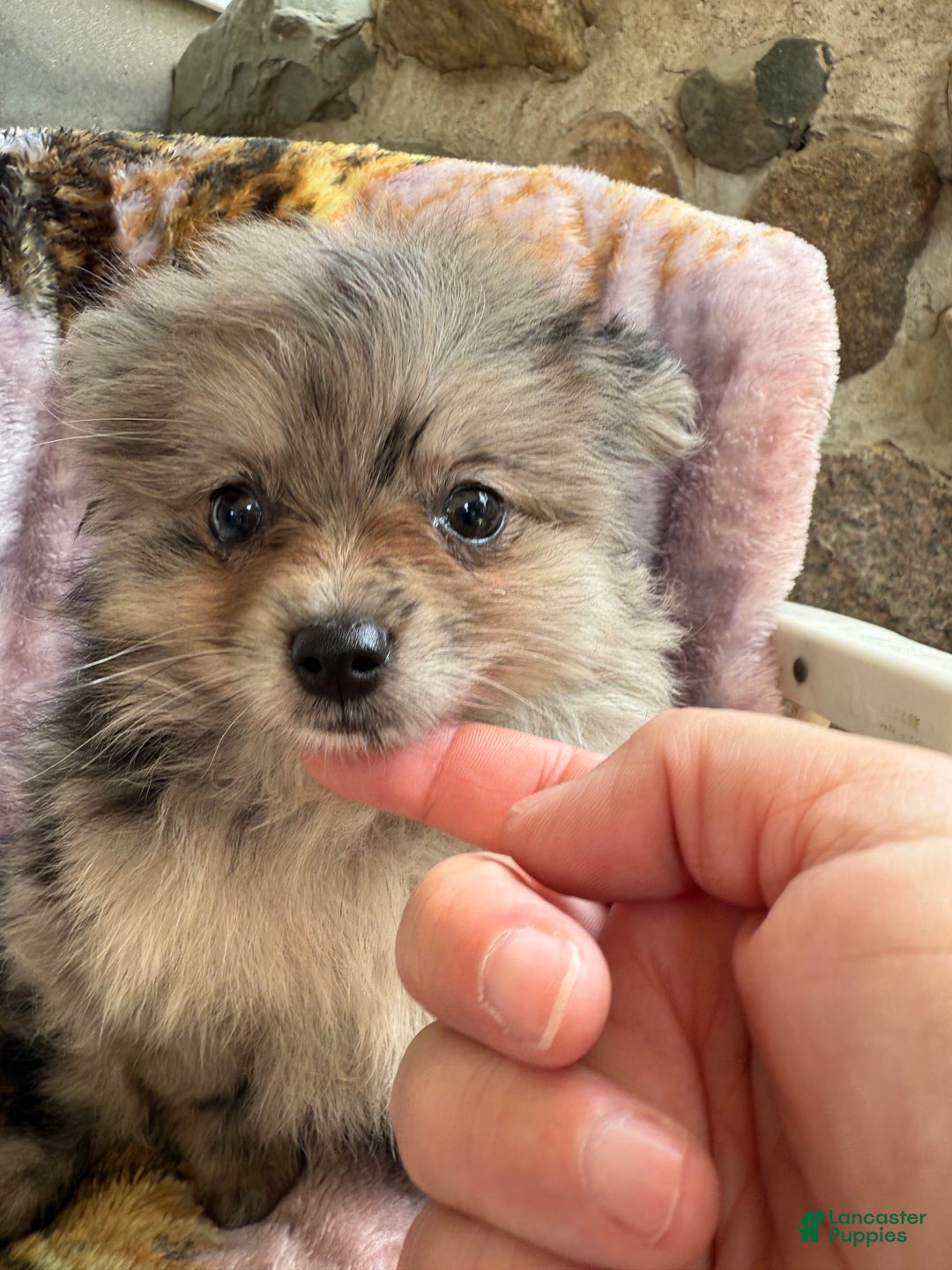 Pomeranian dogs for sale: Rusty - Image 3