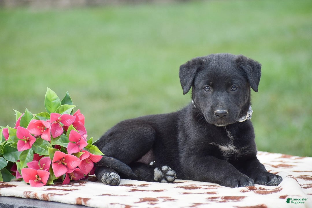 German Shepherd dogs for sale: Apple - Image 3