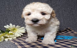 Havapoo dogs for sale: Kye - Image 6