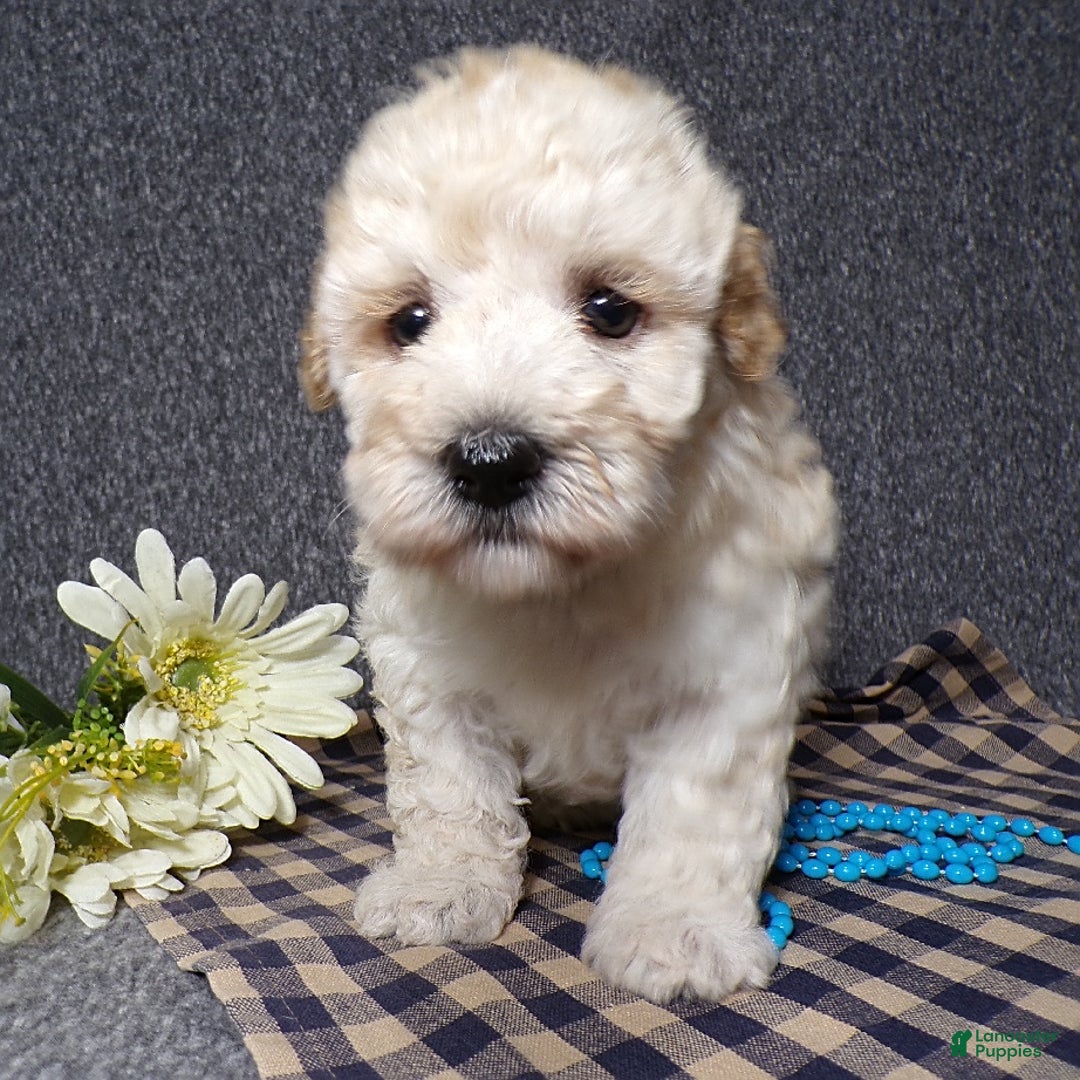 Havapoo dogs for sale: Kye - Image 6
