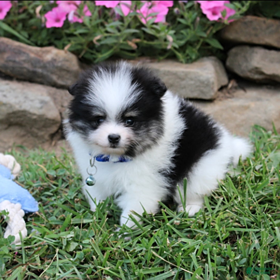Pomeranian dogs for sale: Karter - Image 5