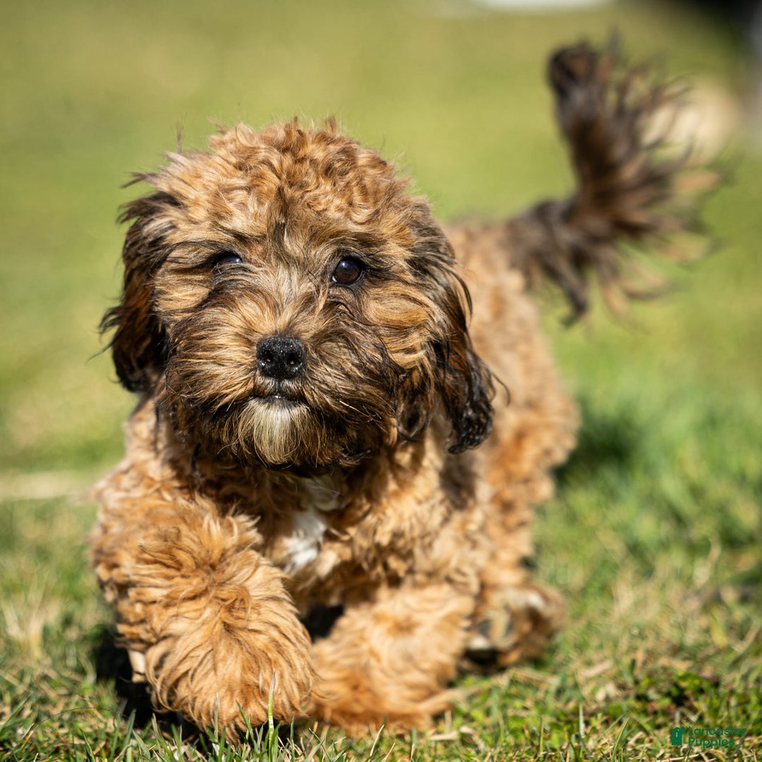 Shihpoo dogs for sale: Doc - Image 4