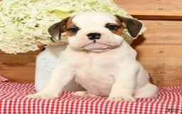 Beabull dogs for sale: Connor - Image 7